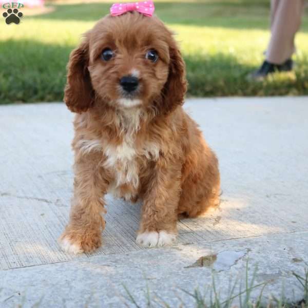 Jemma, Cavapoo Puppy